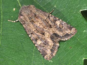 Luperina testacea D. & S. adulte - �Philippe Mothiron