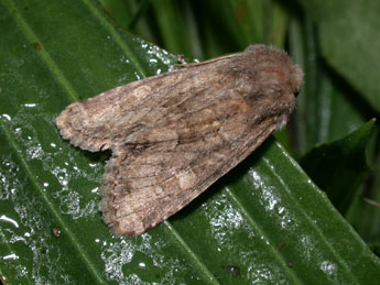 Luperina testacea D. & S. adulte - �Philippe Mothiron