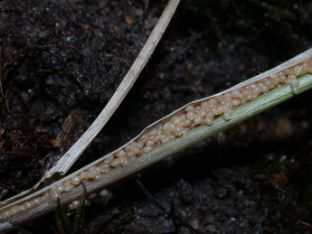  Oeuf de Luperina testacea D. & S. - �Philippe Mothiron