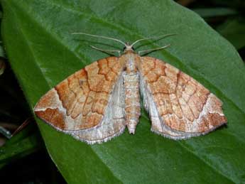 Eulithis testata L. adulte - �Philippe Mothiron