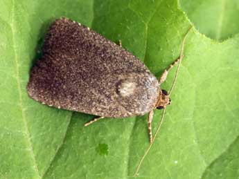 Amphipyra tetra F. adulte - �Daniel Morel