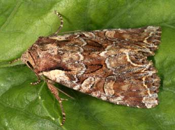 Lacanobia thalassina Hfn. adulte - �Daniel Morel