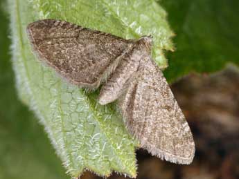 Eupithecia thalictrata P�ng. adulte - �Daniel Morel