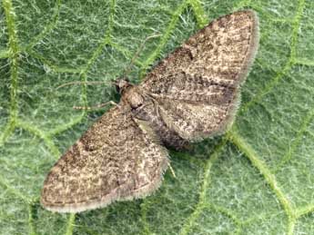 Eupithecia thalictrata P�ng. adulte - �Daniel Morel