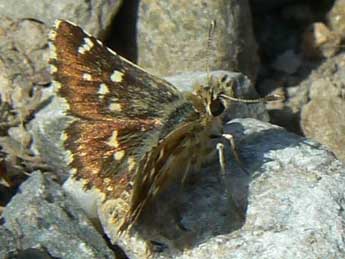 Spialia therapne Rbr adulte - �Serge Couy