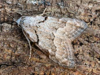 Nola thymula Mill. adulte - �Daniel Morel