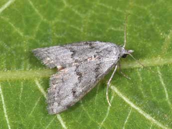 Nola thymula Mill. adulte - �Philippe Mothiron