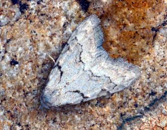 Nola thymula Mill. adulte - �Daniel Morel