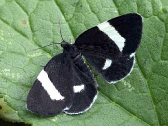 Baptria tibiale Esp. adulte - �Daniel Morel