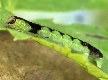  Chenille de Baptria tibiale Esp. - �Daniel Morel