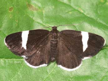 Baptria tibiale Esp. adulte - �Lionel Taurand