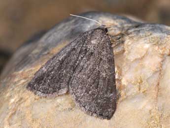 Pachycnemia tibiaria Rbr adulte - �Philippe Mothiron