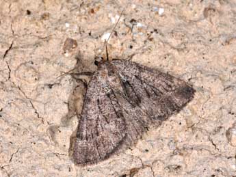 Pachycnemia tibiaria Rbr adulte - �Philippe Mothiron