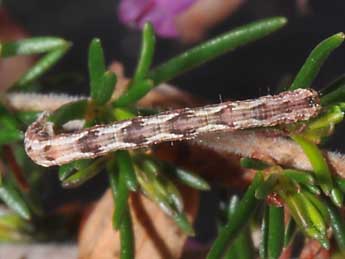  Chenille de Pachycnemia tibiaria Rbr - �Philippe Mothiron