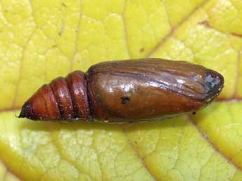  Chrysalide de Pachycnemia tibiaria Rbr - �Jean-Paul Coat