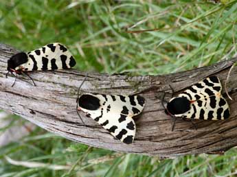 Arctia tigrina Vill. adulte - �Daniel Morel