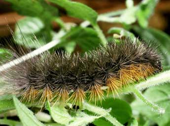  Chenille de Arctia tigrina Vill. - �Philippe Mothiron