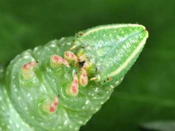  Chenille de Mimas tiliae L. - �Philippe Mothiron