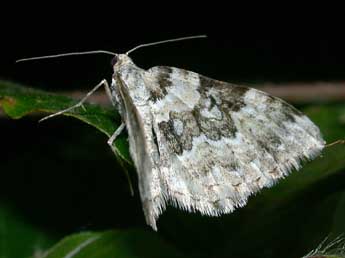 Epirrhoe timozzaria Const. adulte - �Philippe Mothiron