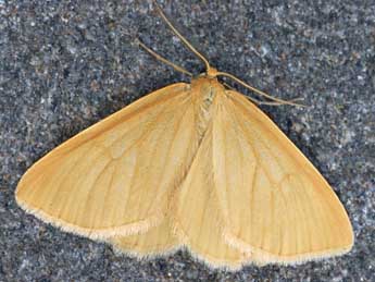 Crocota tinctaria Hb. adulte - �Daniel Morel