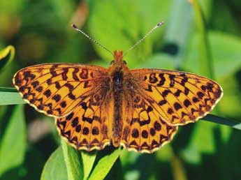 Boloria titania Esp. adulte - �Jean-Fran�ois Maradan
