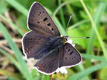 Lycaena tityrus Poda adulte - �Catherine Wellings