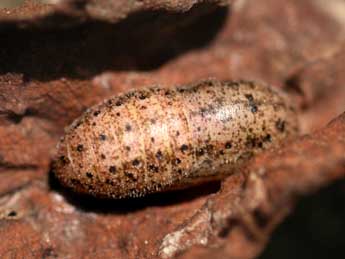  Chrysalide de Lycaena tityrus Poda - �Tristan Lafranchis