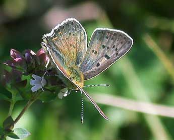 Lycaena tityrus Poda adulte - �Philippe Mothiron