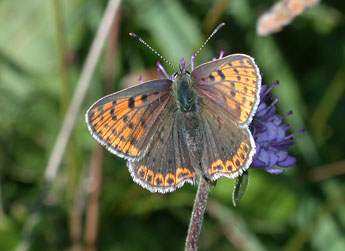Lycaena tityrus Poda adulte - �Philippe Mothiron