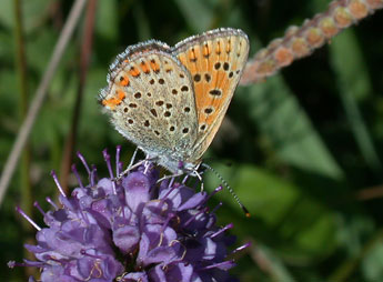 Lycaena tityrus Poda adulte - �Philippe Mothiron