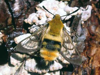 Hemaris tityus L. adulte - �Serge Wambeke