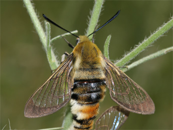Hemaris tityus L. adulte - �S�bastien Joffreau