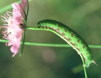  Chenille de Hemaris tityus L. - �Philippe Mothiron