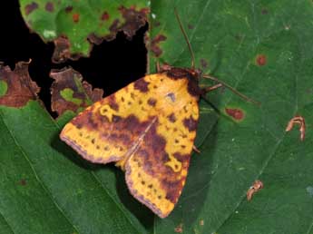 Xanthia togata Esp. adulte - �Philippe Mothiron