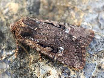 Conistra torrida Led. adulte - �Daniel Morel