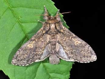 Notodonta torva Hb. adulte - �Philippe Mothiron