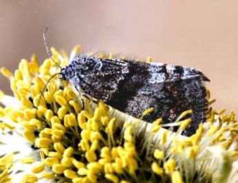 Boudinotiana touranginii Berce adulte - �Daniel Morel