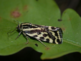 Emmelia trabealis Scop. adulte - �Philippe Mothiron