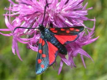 Zygaena transalpina Esp. adulte - �Philippe Mothiron