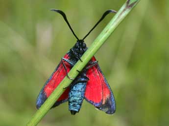 Zygaena transalpina Esp. adulte - �Philippe Mothiron