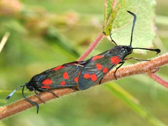 Zygaena transalpina Esp. adulte - �Philippe Mothiron