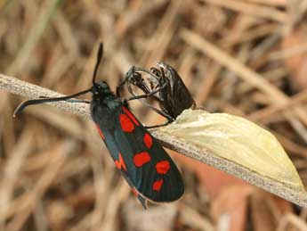 Zygaena transalpina Esp. adulte - �Daniel Morel