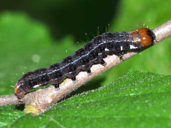  Chenille de Eupsilia transversa Hfn. - �Philippe Mothiron