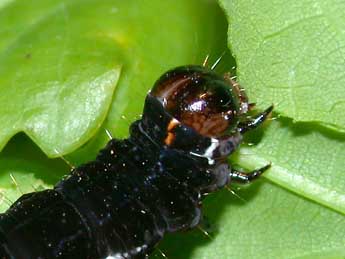  Chenille de Eupsilia transversa Hfn. - �Philippe Mothiron