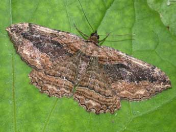 Philereme transversata Hfn. adulte - �Philippe Mothiron