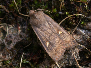 Eupsilia transversa Hfn. adulte - �Philippe Mothiron