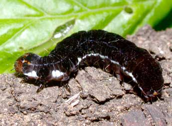  Chenille de Eupsilia transversa Hfn. - �Philippe Mothiron