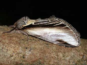 Pheosia tremula Cl. adulte - �Philippe Mothiron