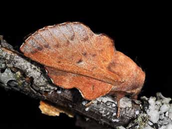 Phyllodesma tremulifolia Hb. adulte - �Philippe Mothiron