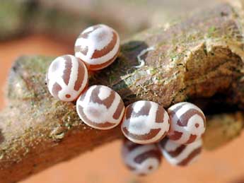  Oeuf de Phyllodesma tremulifolia Hb. - �St�phane Grenier